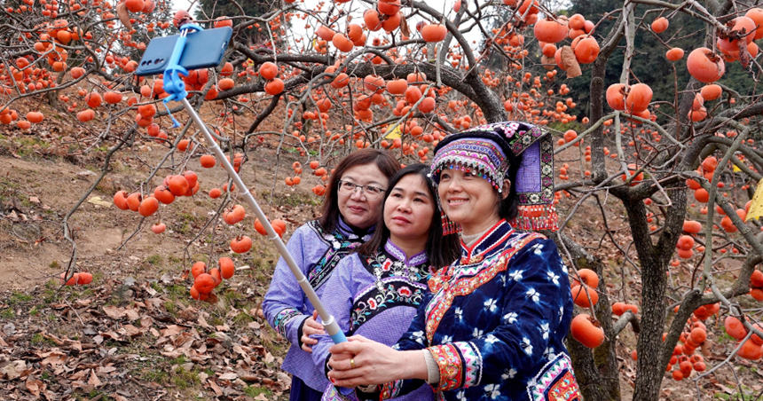 來自貴州省荔波縣的三位布依族游客在柿子園裡自拍。