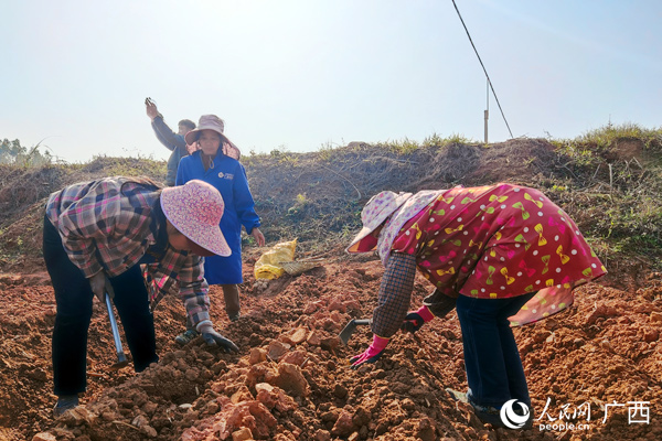 村民正在播种马铃薯。人民网记者 王勇摄