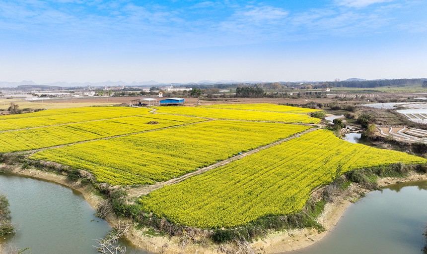 武鸣区锣圩镇菜心花连片绽放。武鸣区委宣传部供图