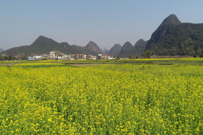 油菜花田。