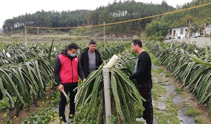 1月27日，广西南亚所科技特派员卓福昌（左一）到周鹿镇武平村开展技术指导。唐家福摄