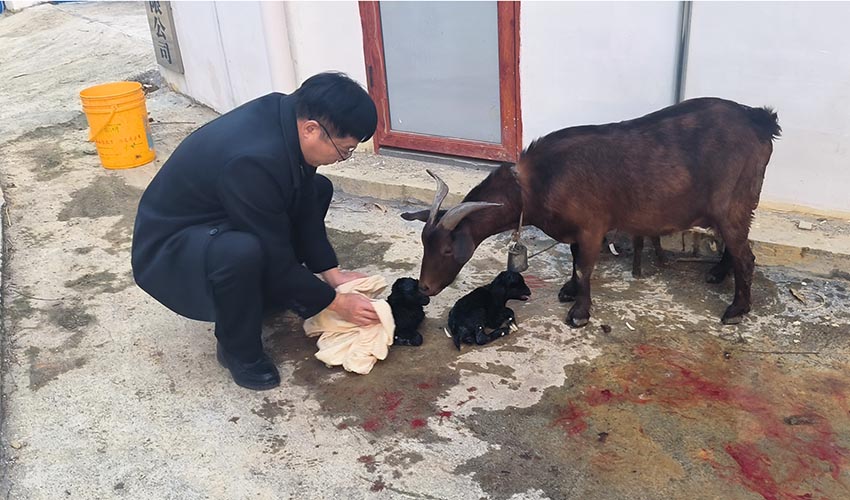 1月29日，马山动物疫病预防控制中心特派团开展黑山羊防寒保温养殖技术指导。唐家福摄