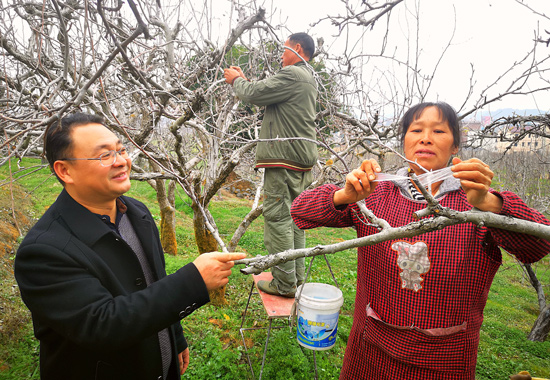 贺祖斌（左一）指导果场的员工对梨树进行花芽嫁接。