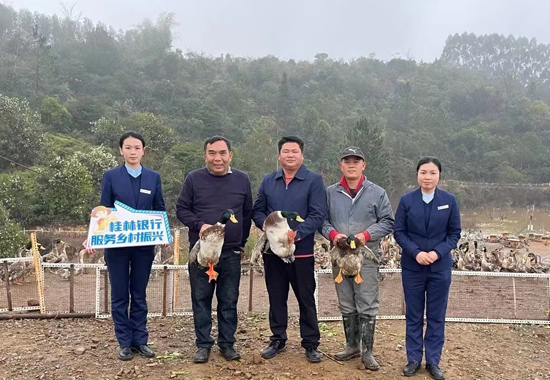 桂林銀行客戶經理走訪調研農戶生態鴨養殖現場。李秀文攝