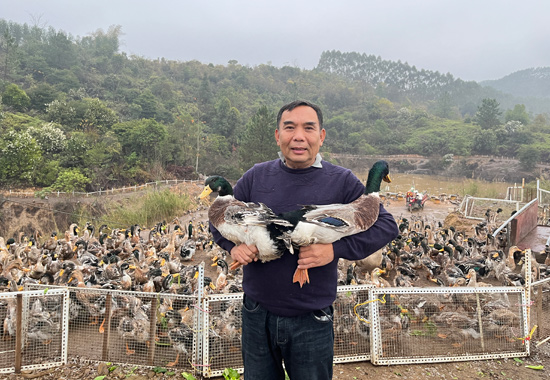 陆荣生有多年养殖绿头鸭的经验。李秀文摄