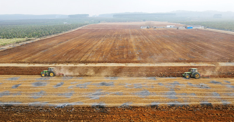 東江公司蔗區（東盟開發區定西基地），駕駛犁耙機翻種土地，為春種做准備。