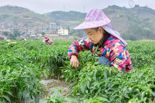 图为村民在樟树小青椒种植基地里采摘小青椒。李世华摄