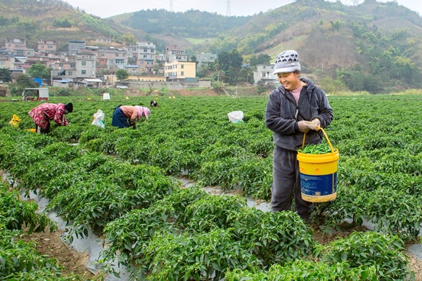 图为收获满满。李世华摄