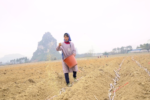 港城街道群山村村民在甘蔗地里施肥。苏蕊花摄