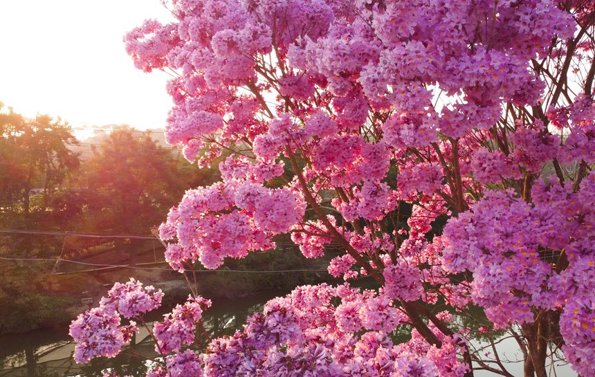 夕陽照耀下的紫花風鈴木。黃少杰攝
