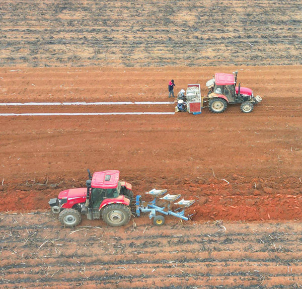 甘蔗聯合種植機正整齊有序地穿梭在田間地頭工作。