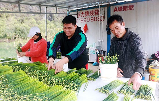 合作社员工在分拣韭菜苔。廖超文摄