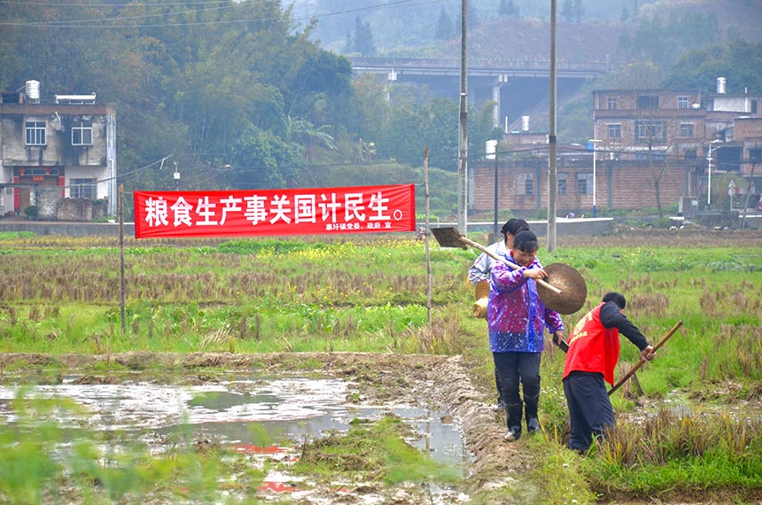 村民春耕備耕忙。羅嬋攝