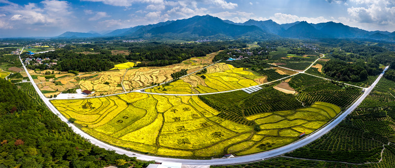 兴安县山之泉水稻种植专业合作社水稻基地。兴安县委宣传部供图