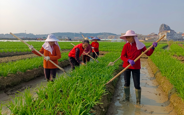 珊罗镇田龙村“红马甲服务队”技术员指导韭菜春耕种植。