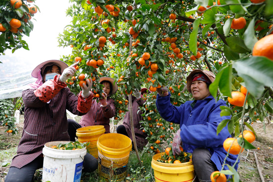 荔浦芋、荔浦马蹄、荔浦砂糖桔先后获得国家地理标志产品认证，成为荔浦农户增收的“致富果”“摇钱树”。周俊远摄