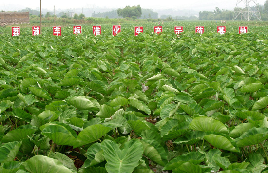 荔浦芋标准化示范基地。荔浦融媒体中心供图