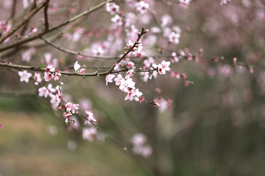 桃花枝头春意闹。梁挺摄