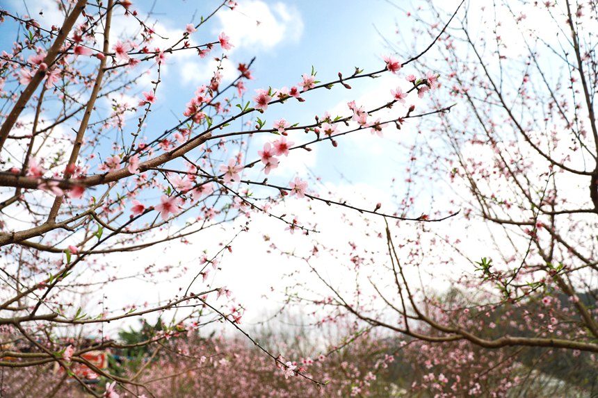桃花枝头春意闹。梁挺摄