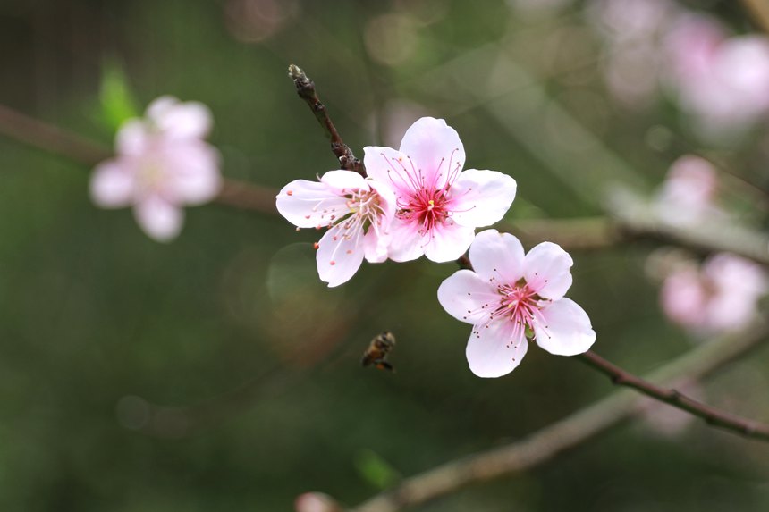 桃花枝头春意闹。梁挺摄