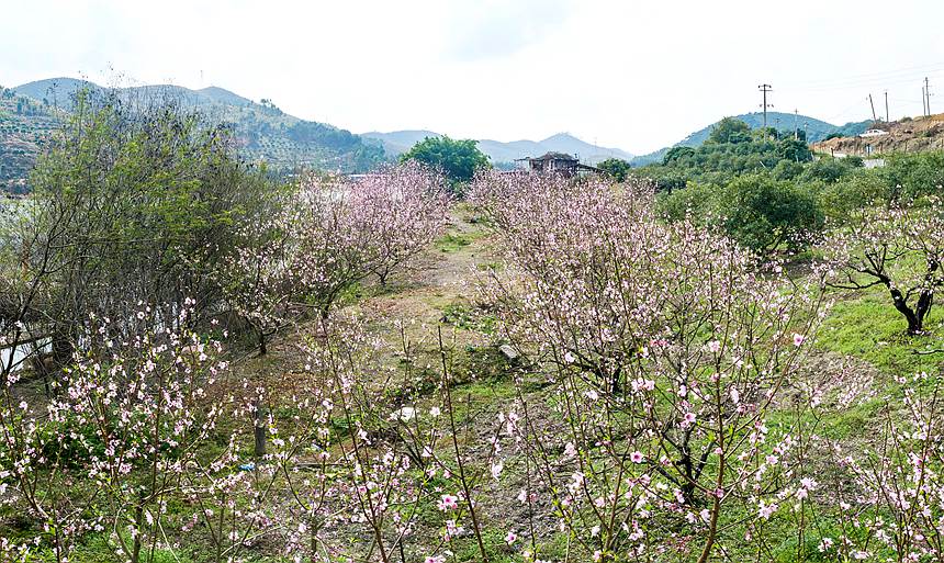 桃花枝头春意闹。梁挺摄