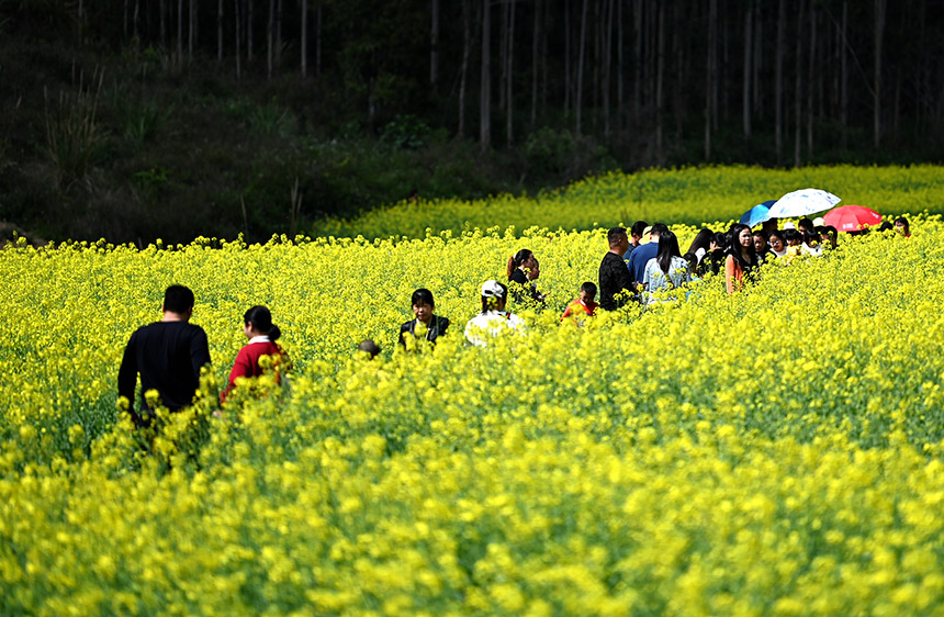 广西上思县十万大山布透温泉景区的油菜花尽情绽放，吸引大批游客前来观赏。
