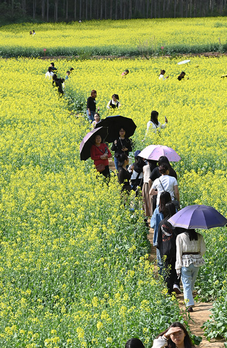 广西上思县十万大山布透温泉景区的油菜花尽情绽放，吸引大批游客前来观赏。