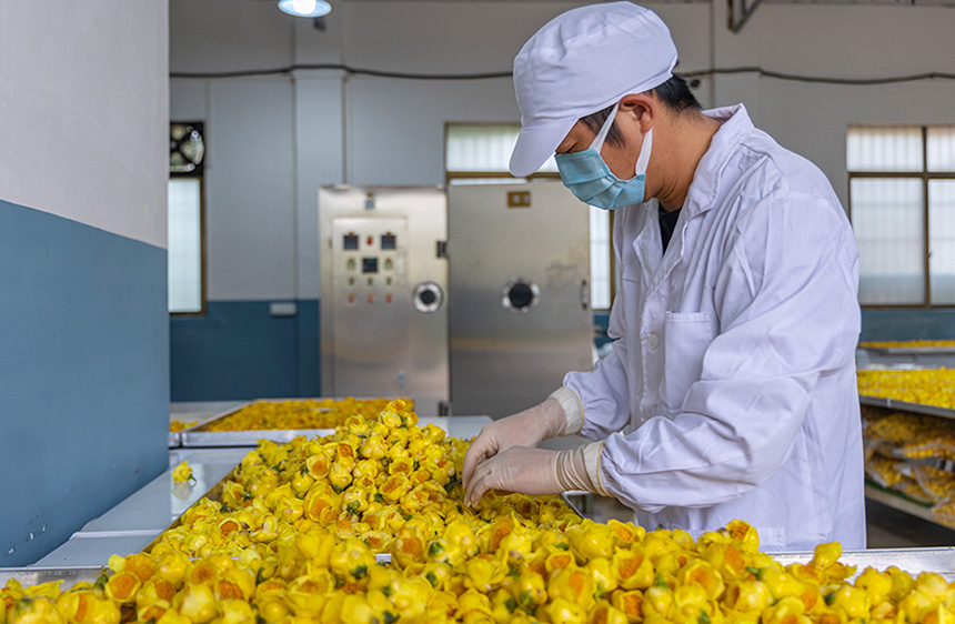 那灣村金花茶加工廠工作人員在分揀金花茶。