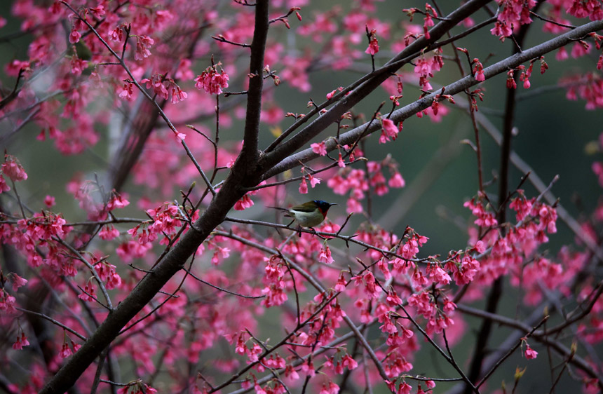 广西柳州市融安县东起乡崖脚村铜板屯的樱花开放了。