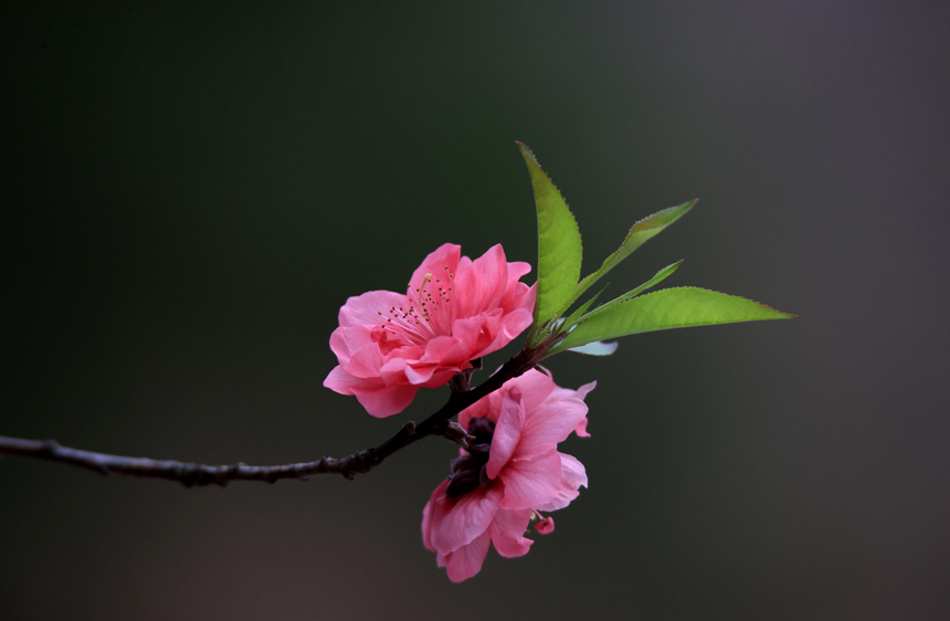 柳州市融安县东起乡崖脚村铜板屯的桃花悄然绽放。