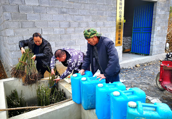 村民在分處待種的山蒼子苗。