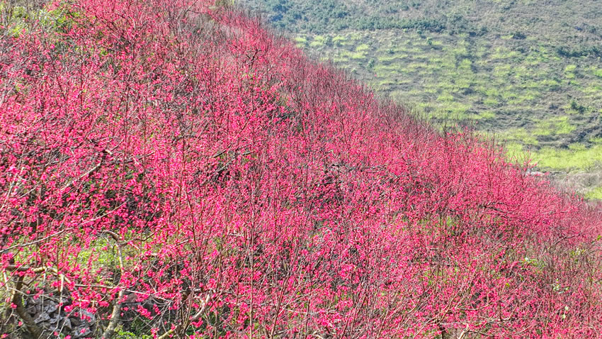 桃花映红了整个山沟。