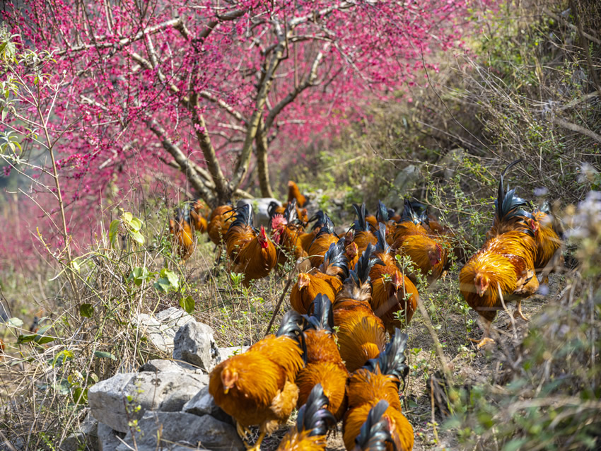 一群鸡在桃树林里觅食。