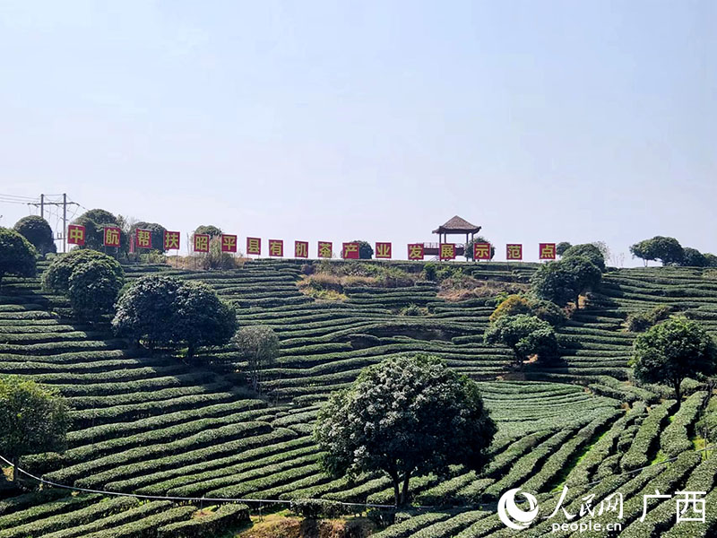 中航帮扶昭平县有机茶产业发展示范点。人民网 黄子婧摄