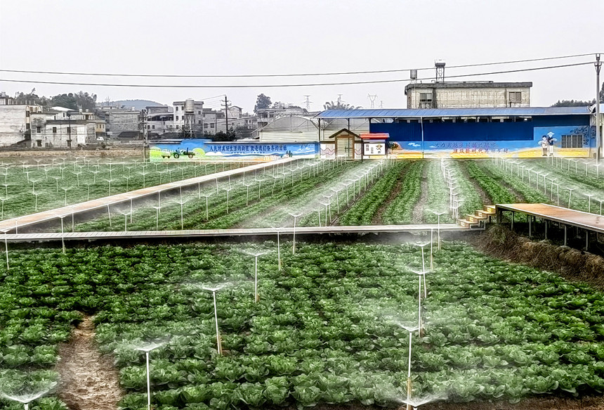 基地采用现代喷灌技术进行灌溉。