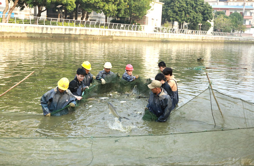 一年一度的“幸福鱼”捕捞活动。广西医科大学供图