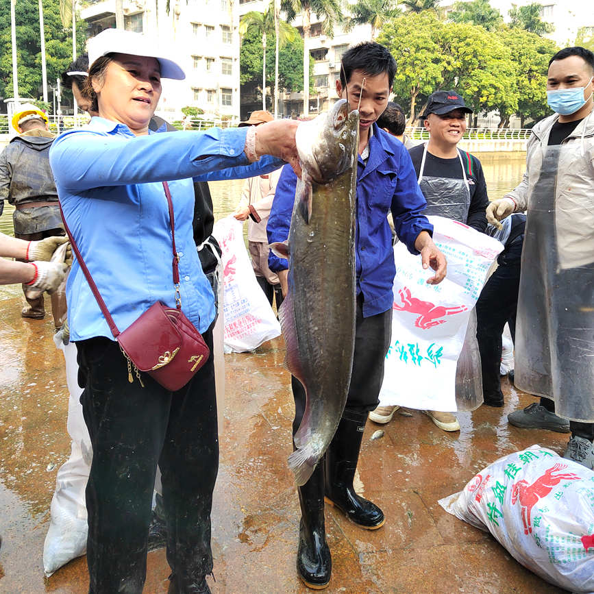 捕捞上岸的“鱼王”重达18斤。广西医科大学供图