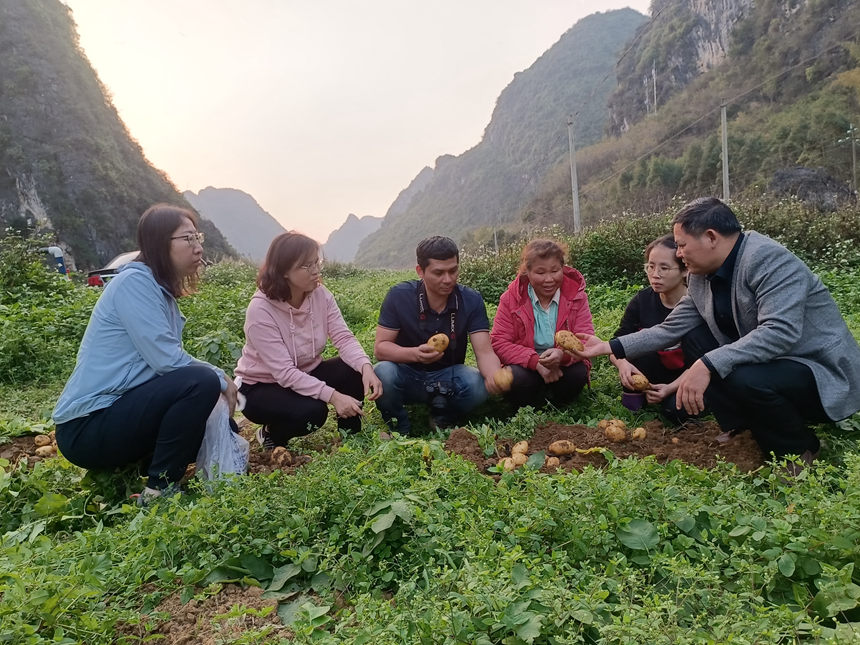 李丽淑（左二）、樊吴静（右二）携内蒙古大学病害专家（左一）在古零镇羊山村马铃薯种植基地对黑胫病、疮痂病等为害情况进行调研。唐家福摄