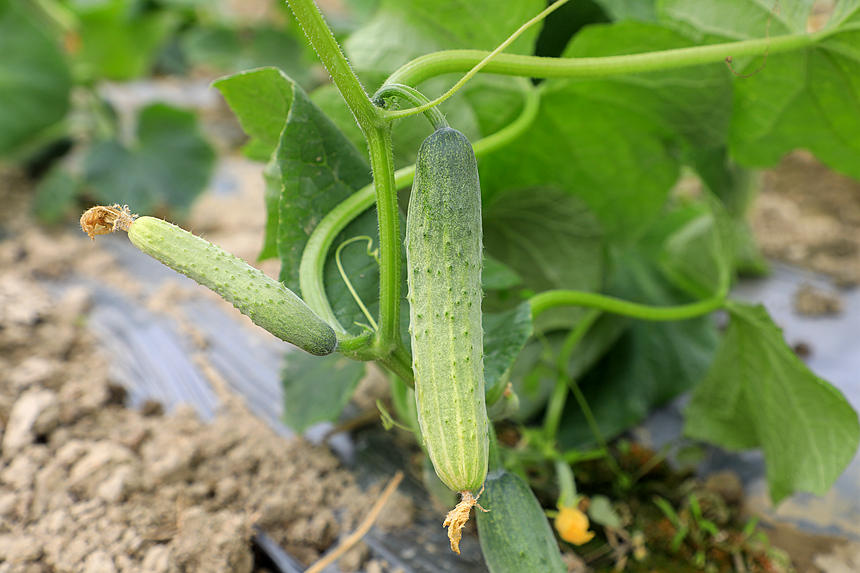 五塘镇凌慕垌蔬菜种植基地地上长出的小黄瓜。王诗琴摄