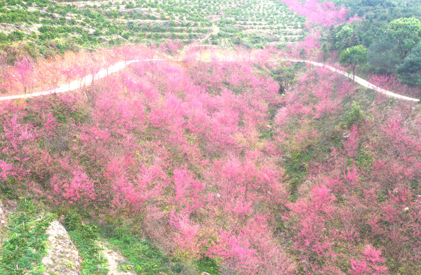 漫山遍野的櫻花。彭芊程攝