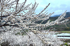 田林：李花漫山怒放美不胜收