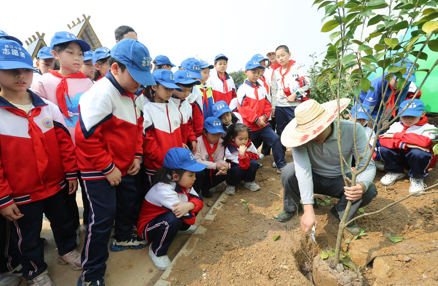 港北区贵城街道西江小学师生在幸福田园感悟耕种文化。樊超龙摄