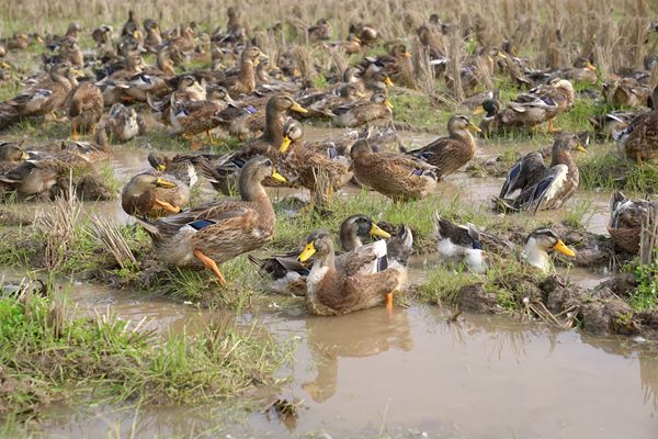 青头鸭正在欢快地戏水、觅食。蒙钊钧摄 