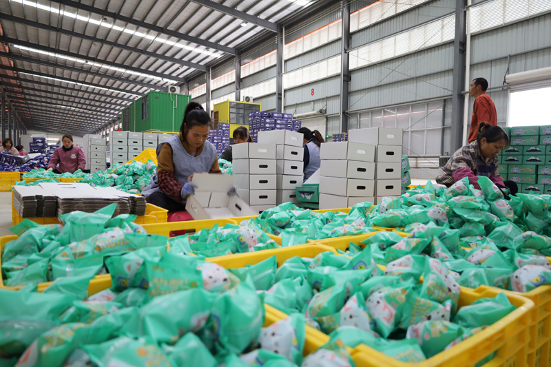 工人将水果打包通过物流销往东南亚国家