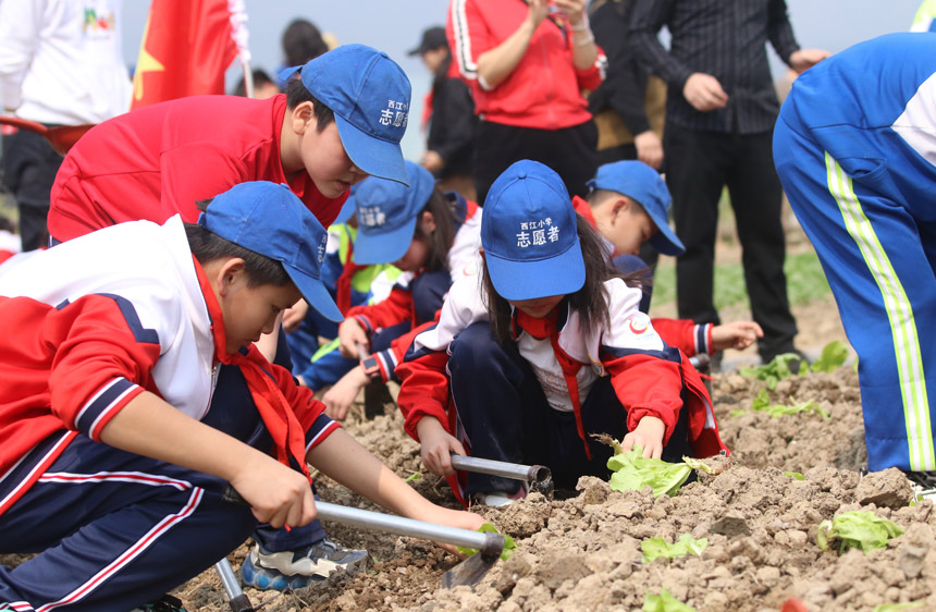 學生們完成鬆土、栽苗、填土、澆水等勞動，了解蔬菜的種植知識和養護方法，在實踐中體驗勞動的樂趣。