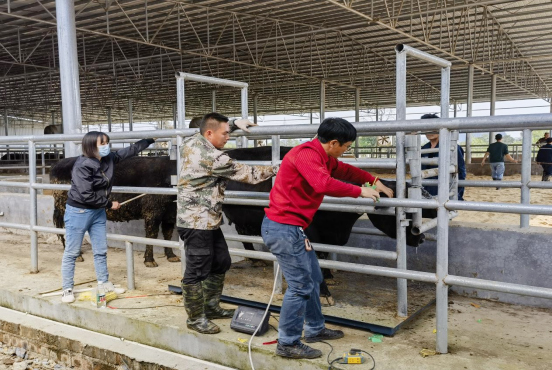 工作人员为出厂牛只更换耳标。