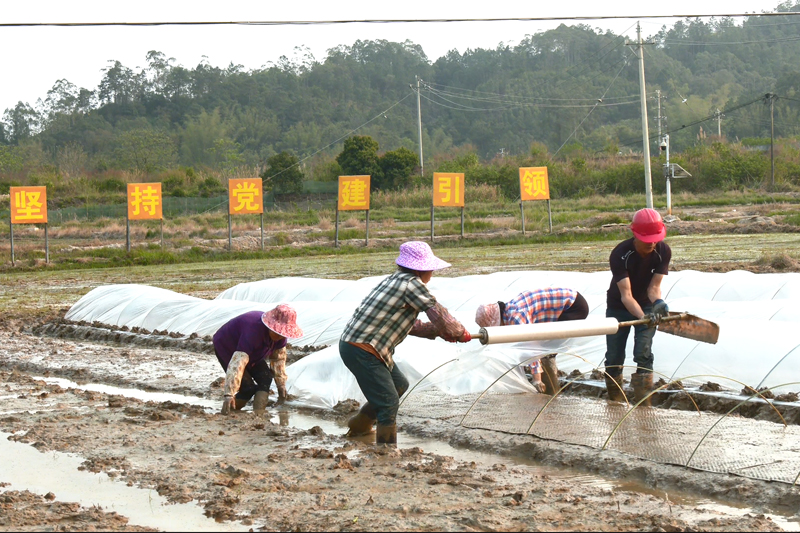 “水稻＋生态种养＋禾虫人工育苗”及加工项目基地。钟文摄