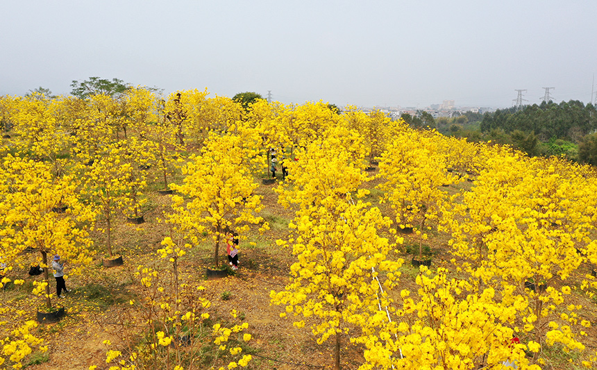 金田鎮古東村的風鈴木種植基地有上千棵黃花風鈴木。