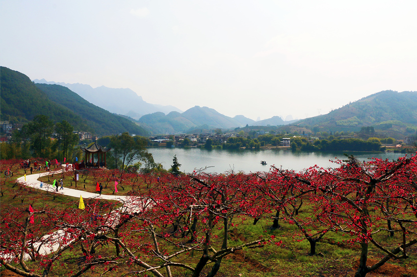平乐县长滩村羊咀“桃花岛”鹰嘴桃种植园一角。王文华摄