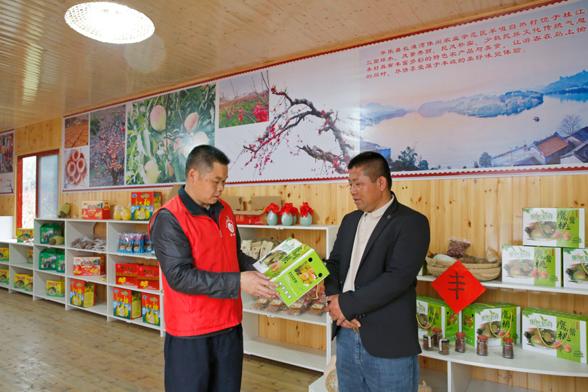 韦小勇与“平乐县长滩湾鹰嘴桃种植旅游专业合作社”负责人正在探讨如何壮大村集体经济。王文华摄